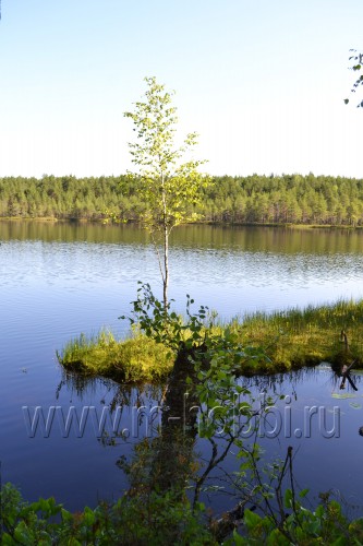 карельская береза